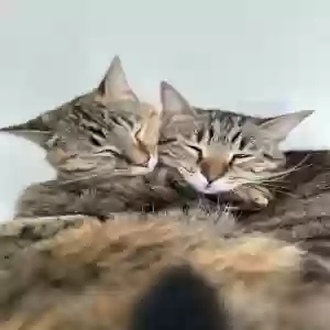 /images/pets/original/2183885_actual_two.webp