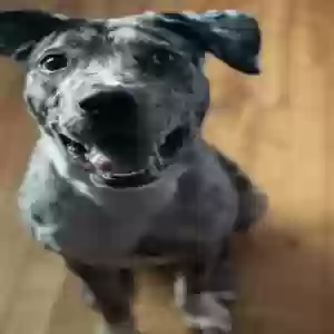 adoptable Dog in Fort Worth, TX named Moses