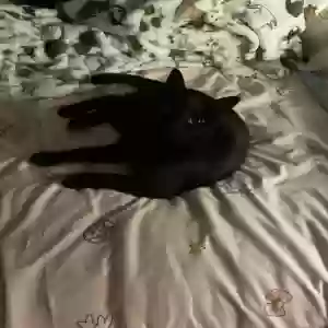 adoptable Cat in West Palm Beach, FL named Kitty (Stinky Meatball)