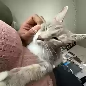 adoptable Cat in Xenia, OH named Connie