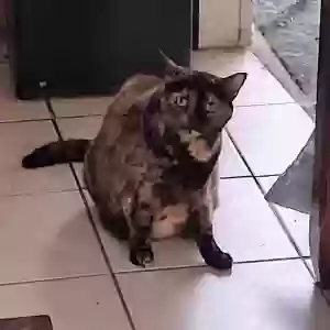 adoptable Cat in Waldo, FL named Little Girl