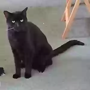 adoptable Cat in Waldo, FL named Dude