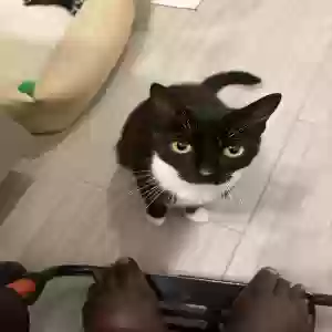 adoptable Cat in Newnan, GA named Lizzie
