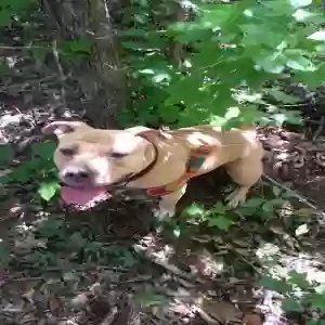 adoptable Dog in Lawrenceville, GA named Guapo