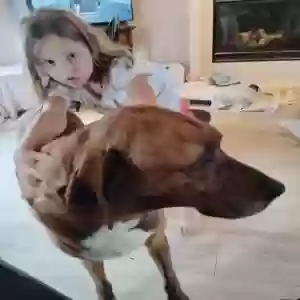 adoptable Dog in Howell, MI named Memphis