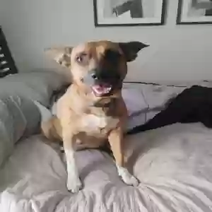 adoptable Dog in Burleson, TX named Gracie