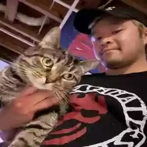 adoptable Cat in Cincinnati, OH named Pluto
