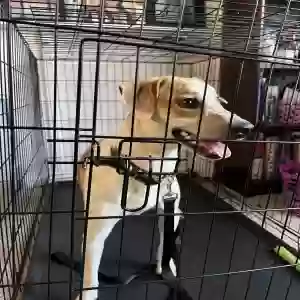 adoptable Dog in Waterford, MI named Ruger