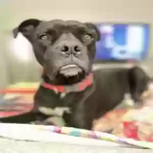adoptable Dog in Apple Valley, CA named Duke