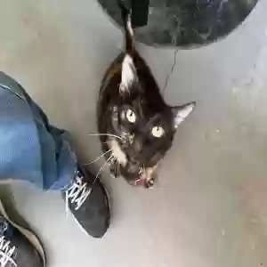 adoptable Cat in Kiowa, KS named Hope
