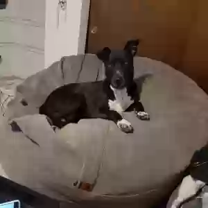 adoptable Dog in Denver, CO named Pepper