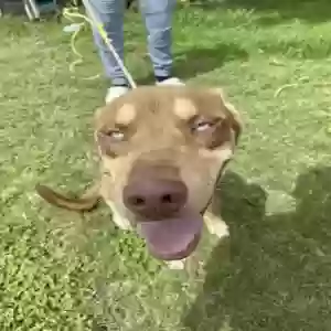 /images/pets/original/2183940_91279_IMG_20250620_153941.webp
