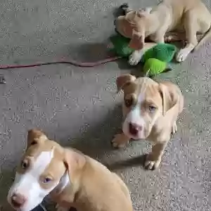 adoptable Dog in Detroit, MI named None