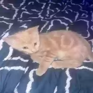 adoptable Cat in Powder Springs, GA named Kitten