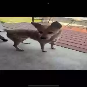 adoptable Dog in Troy, TX named Bandit