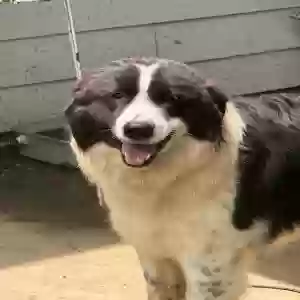 /images/pets/original/2183949_actual_two.webp