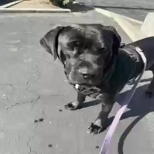 adoptable Dog in Simi Valley, CA named Penny