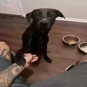 adoptable Dog in Kingsville, TX named Eris