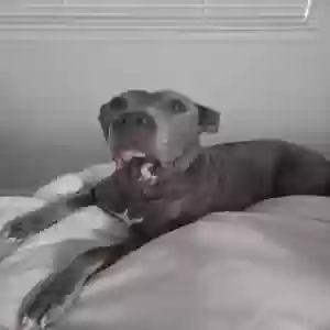 adoptable Dog in Austin, TX named Kara