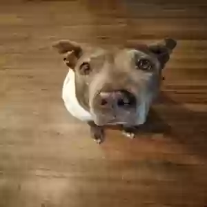 /images/pets/original/2183957_60493_IMG_20250620_213547.webp
