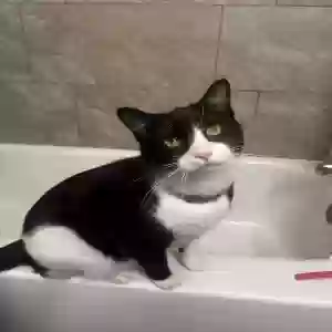 adoptable Cat in Pittsburgh, PA named Yuki