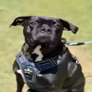 adoptable Dog in Buford, GA named Lemu