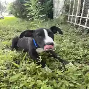 adoptable Dog in Houston, TX named Drifter