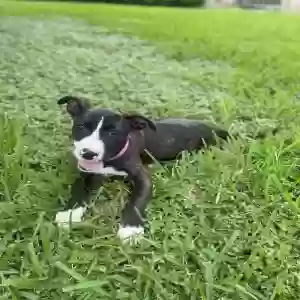 adoptable Dog in Houston, TX named June