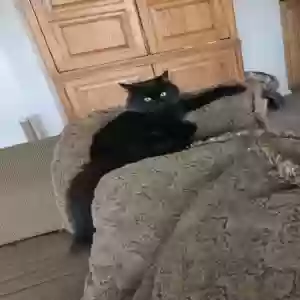 adoptable Cat in Apple Valley, CA named Raven