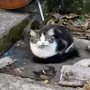adoptable Cat in Brooklyn, NY named Unknown