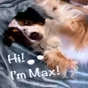 adoptable Dog in Latonia, KY named Maxwell