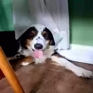 /images/pets/original/2183976_95282_Max2.webp