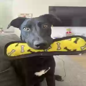 adoptable Dog in Goodyear, AZ named Little 