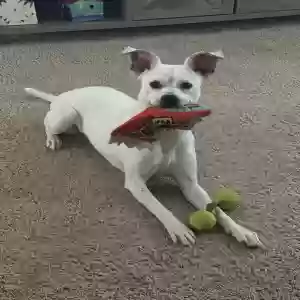 adoptable Dog in Marysville, OH named Poppy/monkey