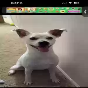 /images/pets/original/2183984_actual_three.webp