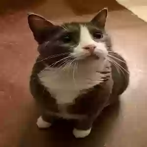 adoptable Cat in Springtown, TX named Boots