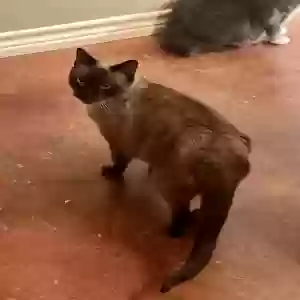 adoptable Cat in Springtown, TX named Luna