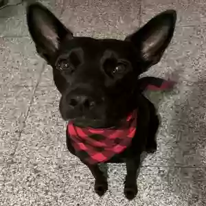 adoptable Dog in Atlanta, GA named Xena
