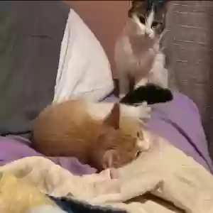 adoptable Cat in Hamilton, OH named chip and dale