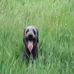 adoptable Dog in Lincoln, NE named Raven