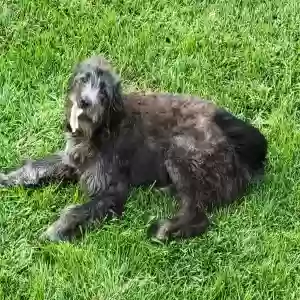/images/pets/original/2183997_actual_three.webp