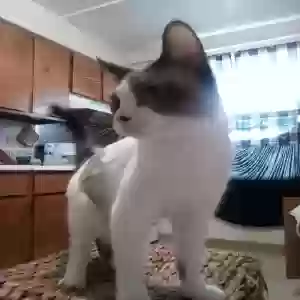 adoptable Cat in Cincinnati, OH named Birthmark