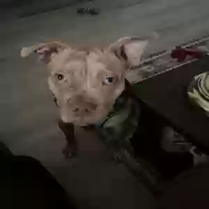 adoptable Dog in Columbia, SC named Honey