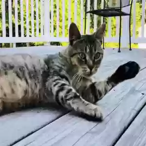 adoptable Cat in Pikeville, NC named Thomas