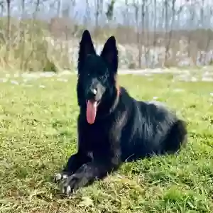 adoptable Dog in Fallbrook, CA named Sammy