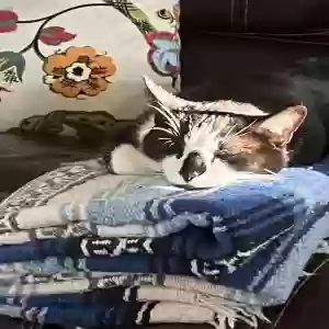 adoptable Cat in Ashville, OH named Kat