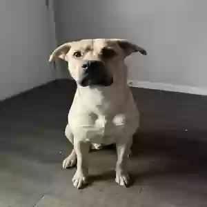 adoptable Dog in Humboldt, TN named Marlo
