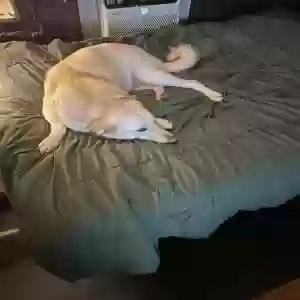 adoptable Dog in Grand Chain, IL named Sophia