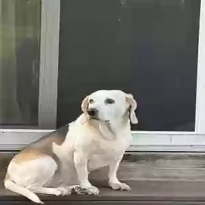 adoptable Dog in Barnhart, MO named Sadie