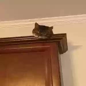 /images/pets/original/2184023_actual_three.webp